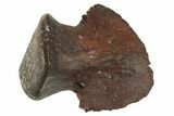 Fossil Hadrosaur (Maiasaura) Toe Ungual (Claw) - Montana #314565-1
